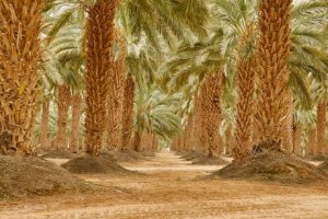 Wholesale Dates - Palm trees